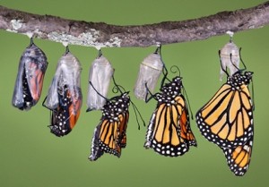 Monarch-Butterfly-5