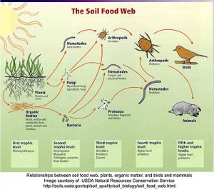 Soil Food web
