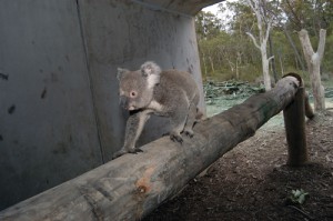 koala_crossing_log
